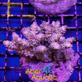 Acropora 48