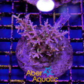 Acropora 49