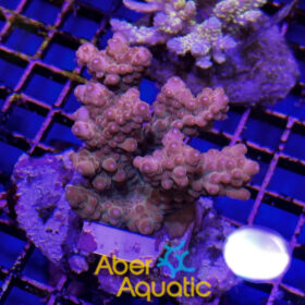 Acropora 50