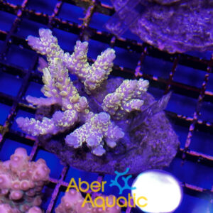 Acropora 51