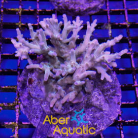Acropora 52