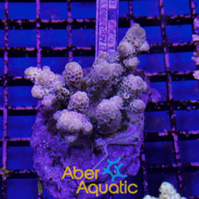 Acropora 54