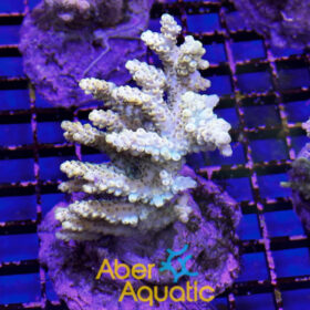Acropora 55