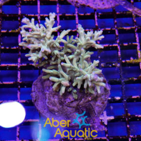 Acropora 55 aberaquatic