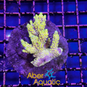 Acropora 57