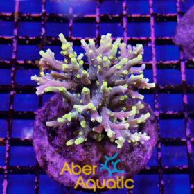 Acropora 59