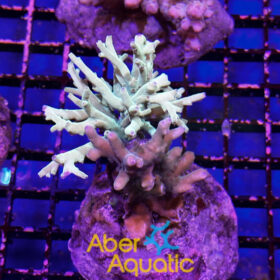 Acropora 60