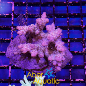 Acropora 61