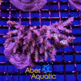 Acropora 62