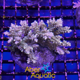 Acropora 64