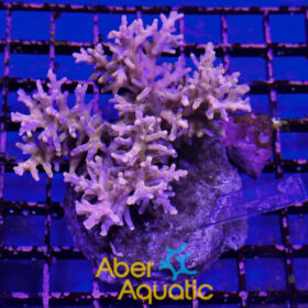 Acropora 65