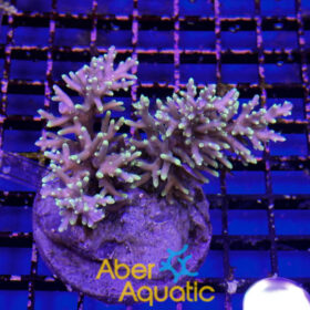 Acropora 66