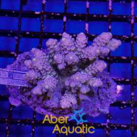 Acropora 67