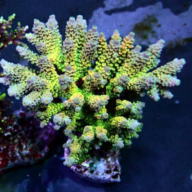 Acropora