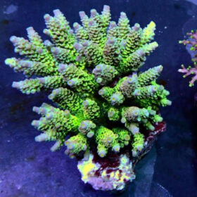 Acropora