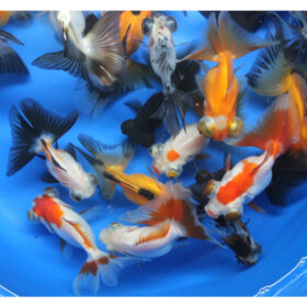 Butterfly Τail Moor Goldfish