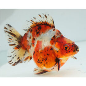 Butterflyt tail Moor Goldfish Mix Medium