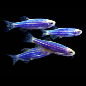 Zebra Danio Luminous Blue