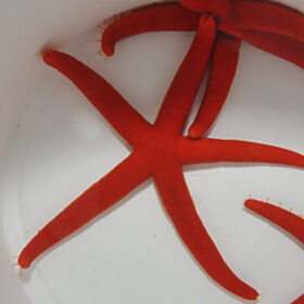 Echinaster Sepositus, Orange Finger Starfish