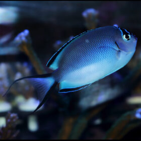 Genicanthus Watanabei Female
