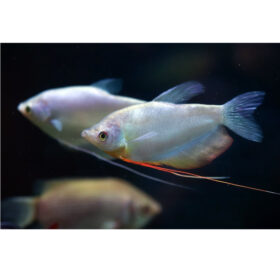 Gourami Moonlight