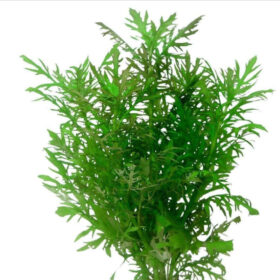 Hygrophila Difformis