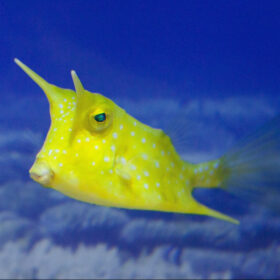 Lactoria Cornuta Longhorn Boxfish large