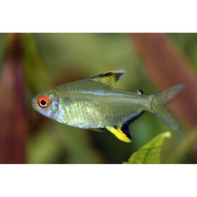 Lemon Tetra, Hyphessobrycon pulchripinnis