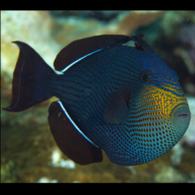 Melichthys Niger, Black Triggerfish