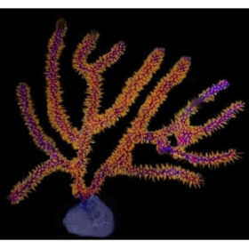 Menelia Golden Polyp Gorgonia