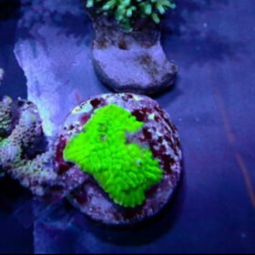 Montipora Undata Green