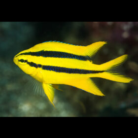 Neoglyphidodon Nigroris Black and Gold Chromis