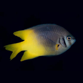 Neoglyphidodon Nigroris, Black and Gold Chromis ADULT