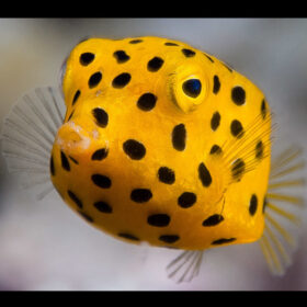 Ostracion Cubicus, Yellow Boxfish
