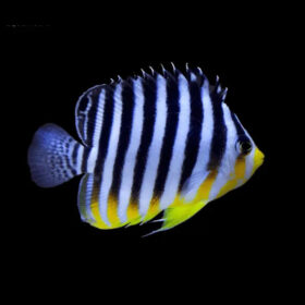 Paracentropyge Multifasciata, Multibar Dwarf Angelfish