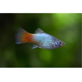 Platy Blue Coral / Orange Tail, Xiphophorus Maculatus