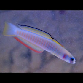 Ptereleotris Zebra