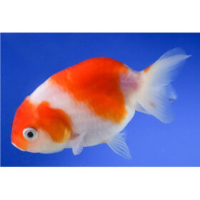 Red Lionhead Ranchu Goldfish