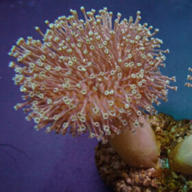 Sarcophyton Ehrenbergi
