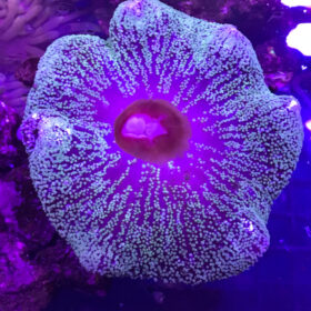Stichodactyla Gigantea Giant Carpet Anemone
