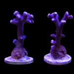 Stylophora Pistillata Milka (Purple Polyp)