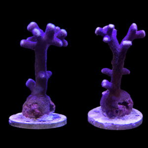 Stylophora Pistillata Milka (Purple Polyp)