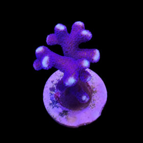 Stylophora Pistillata Milka (Purple Polyp)