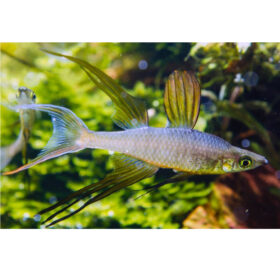Threadfin Rainbowfish, Iriatherina werneri