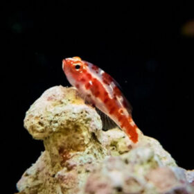 Trimma Rubromaculatum, Red spotted nano Goby