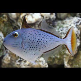 Xanthichthys Ringens, Sargassum Triggerfish