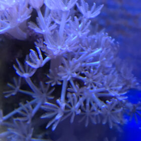 Xenia Frag (pulsing)