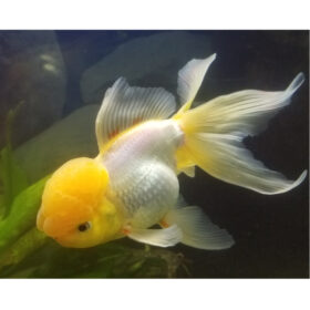 Yellow Cap White Oranda