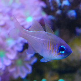 Zoramia Leptacantha, Bluestreak Cardinalfish