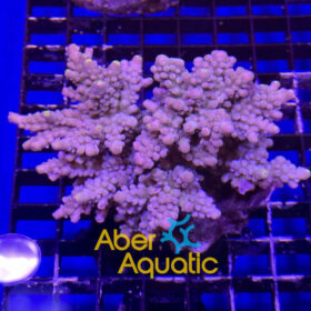 acropora aberaquatic